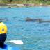 Kayaking with Dolphins in Byron Bay